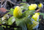 Winter aconite